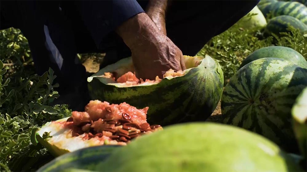 خواص تخمه ژاپنی