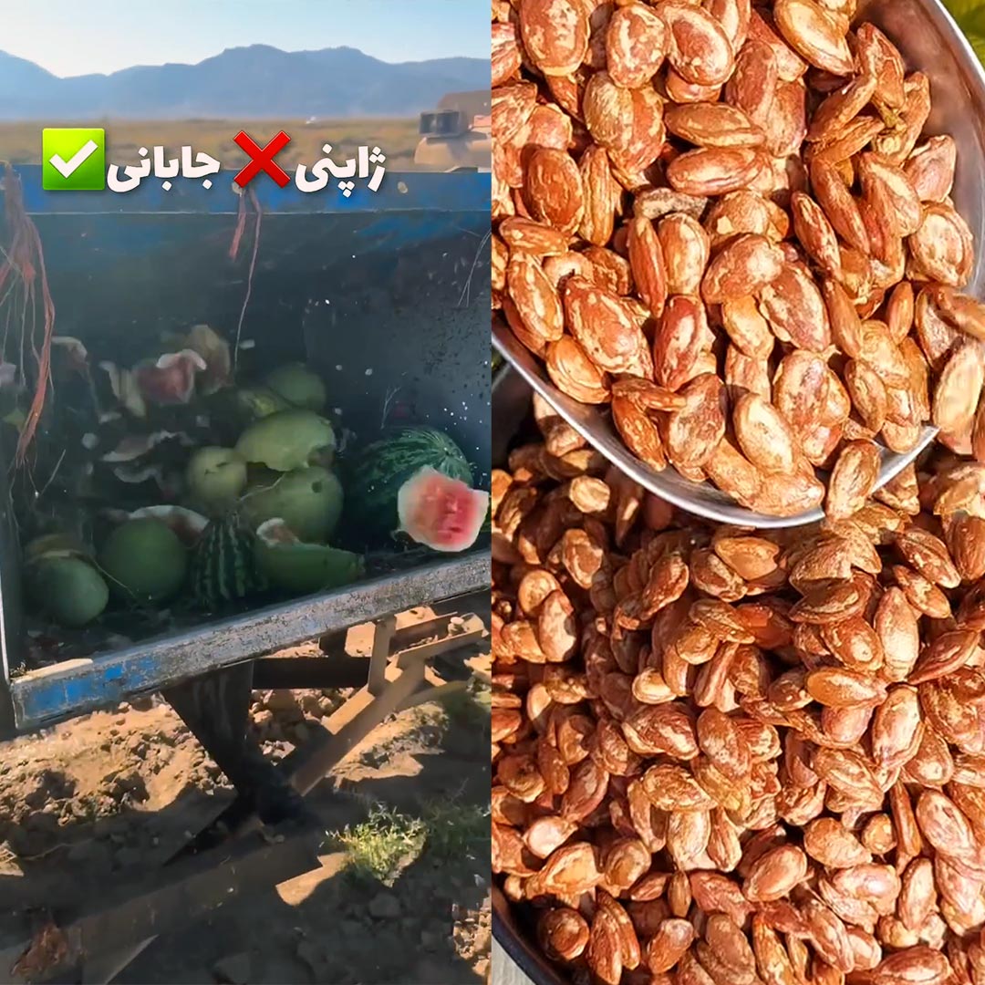 تخمه ژاپنی هیچ ربطی به ژاپن ندارد تخمه ژاپنی هیچ ربطی به ژاپن ندارد